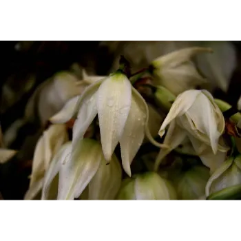arali flower (5)-1279409-40202.webp